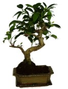 Ficus retusa - fíkovník - bonsai 322